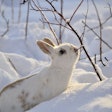 white-snow-rabbit