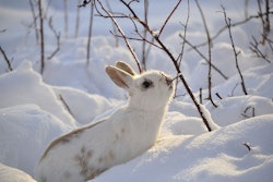 white-snow-rabbit