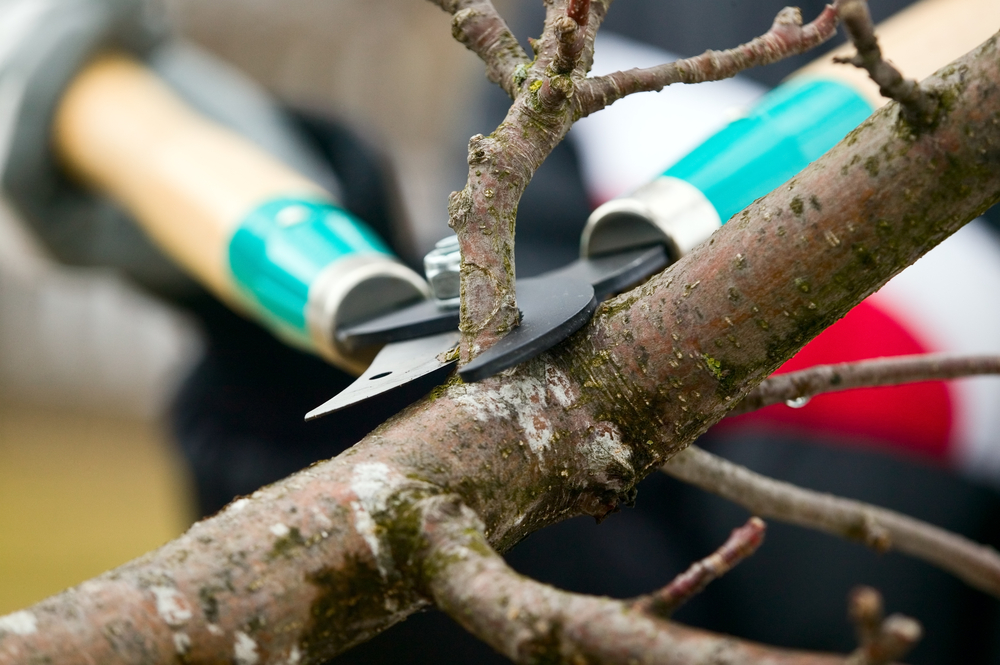 guy-cutting-tree-limb