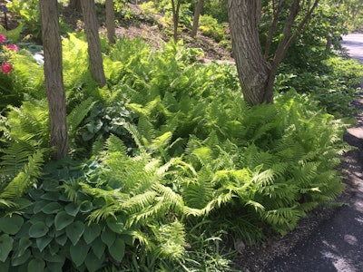 Ferns and hostas do well in woodland gardens. Photo: Jill Odom/Total Landscape Care