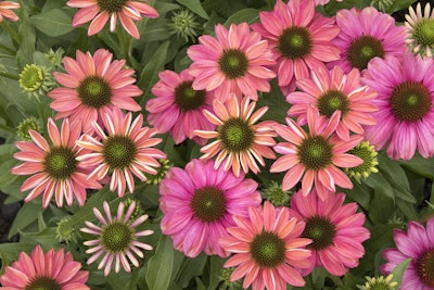 Evolution Green Eye Coneflower Photo: Monrovia
