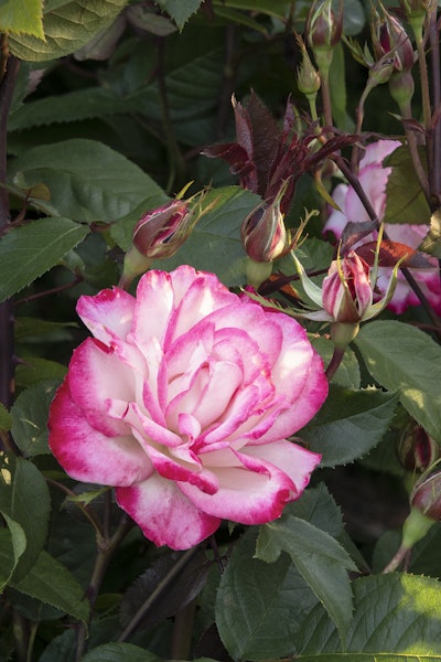 Grace N’ Grit Pink BiColor Shrub Rose Photo: Monrovia