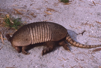 A nine-banded armadillo. Photo: Dr. A.D. Ali and Manny Nassar
