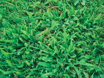 Crabgrass is a common weed landscapers must fight to control. Photo: Corteva Agriscience