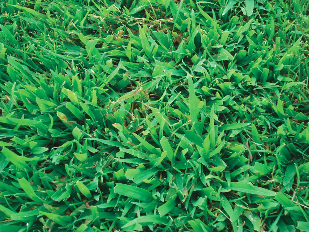 Five Potential Pre Emergence Herbicide Mistakes Total Landscape Care