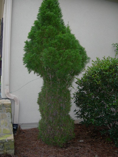 Deer browsing damage to arborvitae. Photo: Dr. A.D. Ali and Manny Nassar