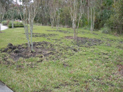 Wild hog damage to turf. Photo: Dr. A.D. Ali and Manny Nassar