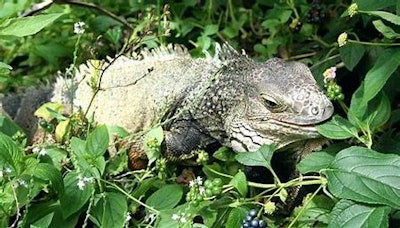Green Iguana damage affects a wide variety of south Florida plant life. Photo: Dr. A.D. Ali and Manny Nassar