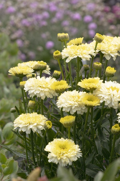 Lemon Puff Shasta Daisy Photo: Monrovia