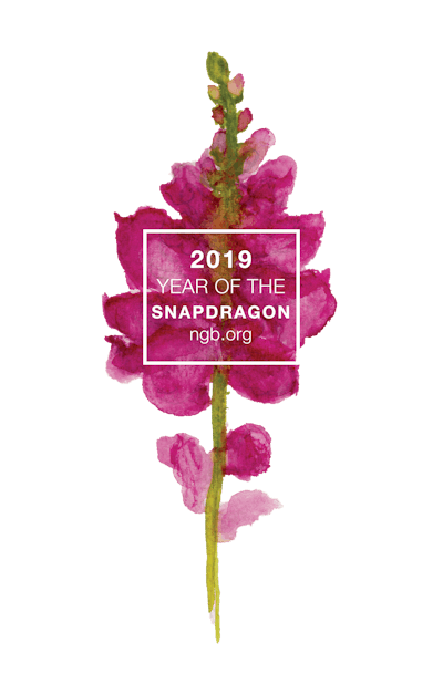 2019 Year of the Snapdragon