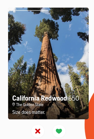 california redwood on timber