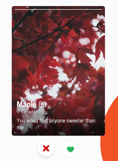 maple tree on timber