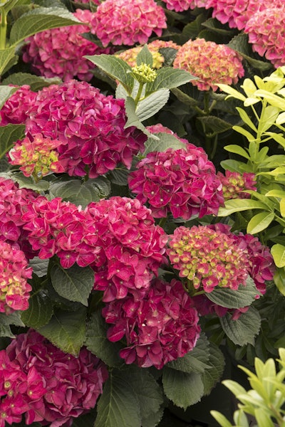 Seaside Serenade Cape Hatteras Hydrangea Photo: Monrovia