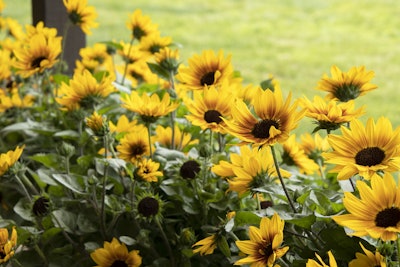 SunBelievable Brown Eyed Girl Helianthus Photo: Monrovia