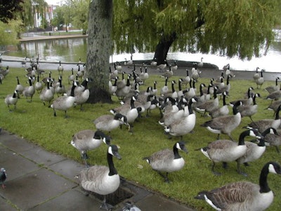 Canada geese near a pond. Photo: Dr. A.D. Ali and Manny Nassar