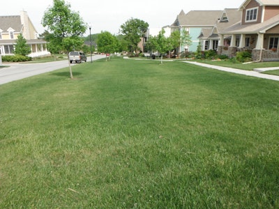 Poor application pattern from pre-emergence herbicide/fertilizer combinations will lead to weed control failures later in the summer. Photo: Bayer