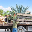 Landscaping truck with Agave and tropical plants