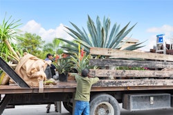 Landscaping truck with Agave and tropical plants