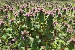 purple deadnettle-caleb-odom2