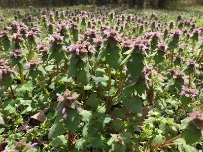 Purple deadnettle can be differentiated from henbit by the shape of its leaves, which are triangular, while henbit’s are scalloped. Photo: Caleb Odom