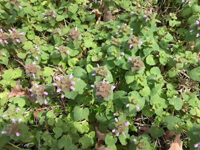 Control methods for both weeds works best in the fall before the seeds germinate. Photo: Caleb Odom