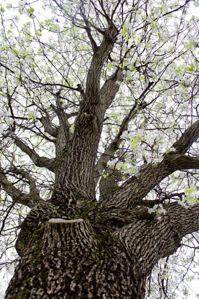 Photo: Beth Hyatt/Total Landscape Care
