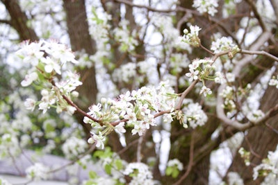 Photo: Beth Hyatt/Total Landscape Care
