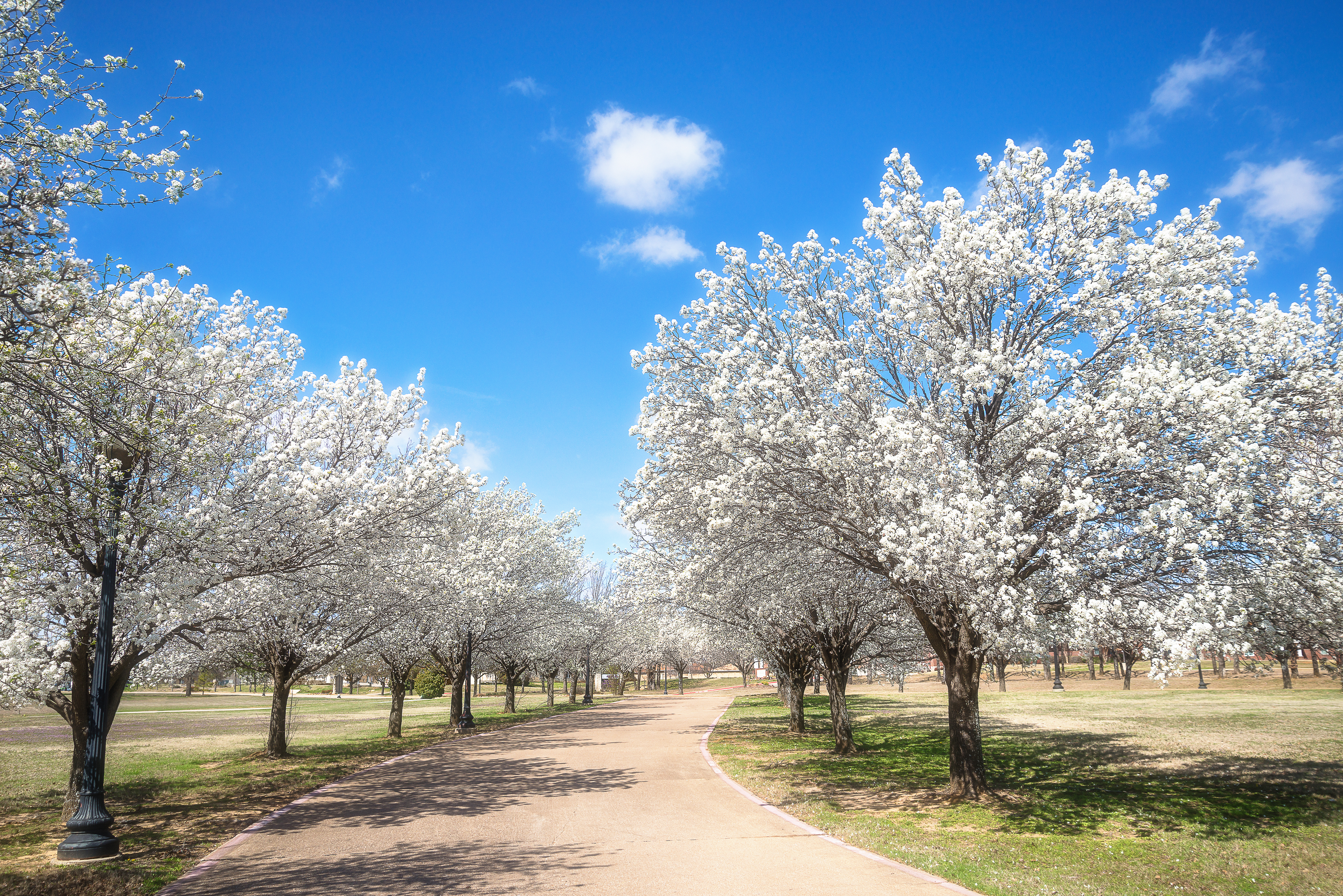 Bradford-pear-trees-street