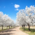Bradford-pear-trees-street