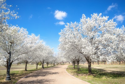 Bradford Pear Trees in Bloom