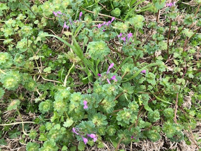 Henbit and purple deadnettle have a tendency to take over areas with sparse turfgrass. Photo: Jill Odom