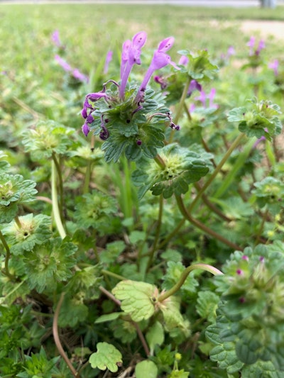 Henbit has more tubular purple flowers and no petioles on its upper leaves. Photo: Jill Odom
