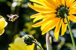 bee-pollinating-pexels