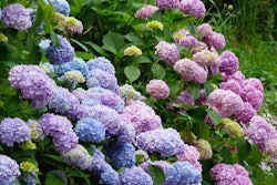 hydrangeas-pruning