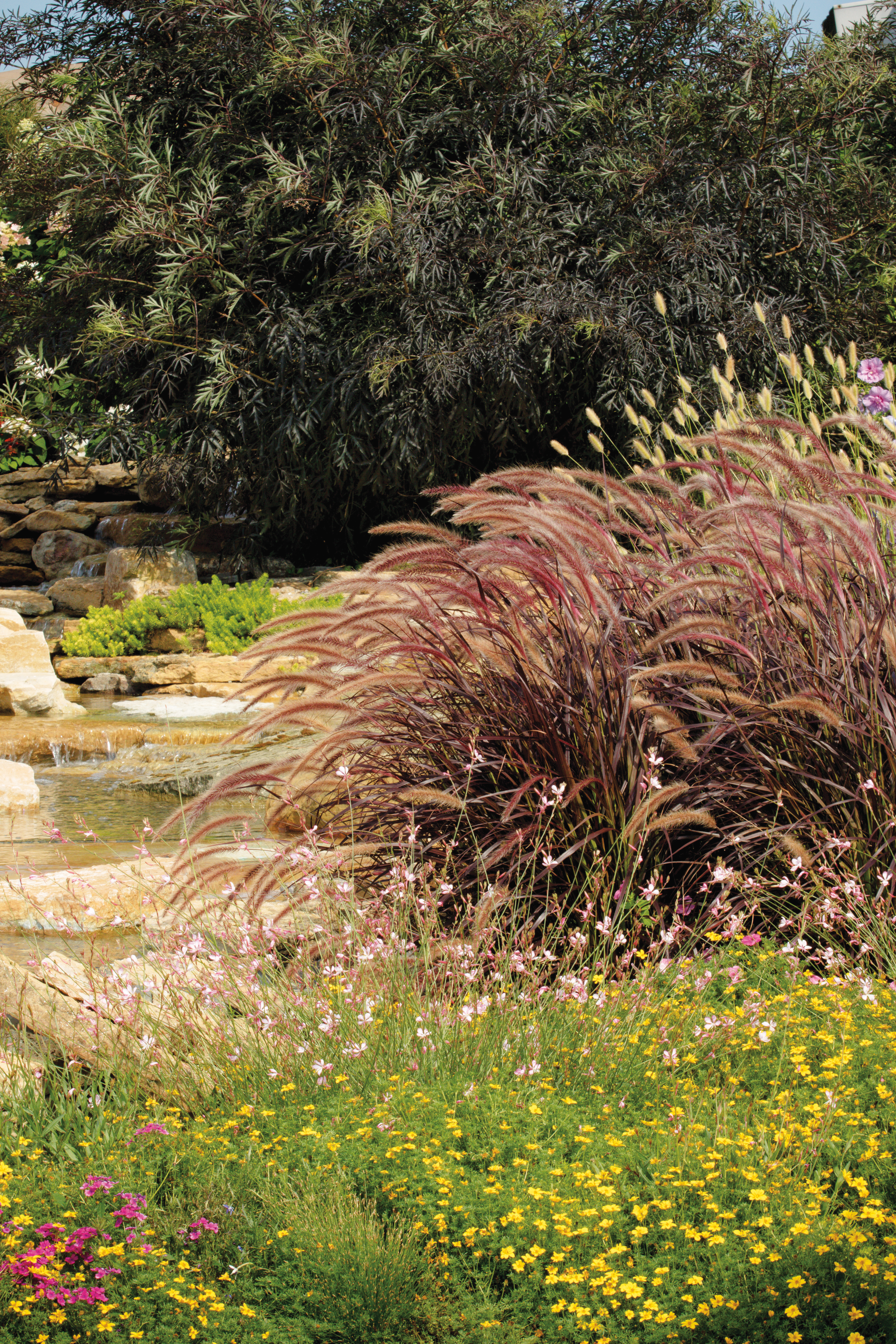 Top 20+ How to maintain ornamental grass 5 Adding ornamental grasses to the landscape