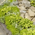 sedum_and_pond-proven winners