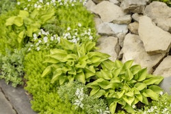 sedum_and_pond-proven winners