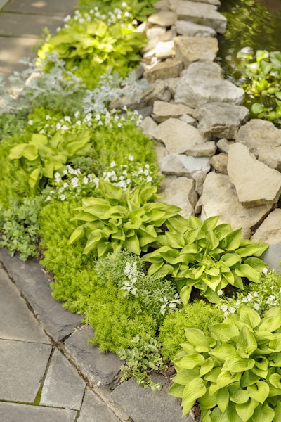 Photo: Proven Winners