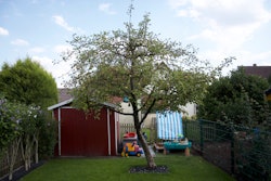 replant-disease-tree