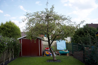 Fruit tree in middle of backyard with shed