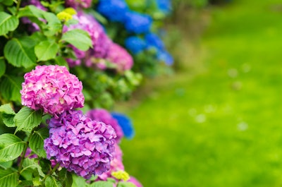 Pink, purple, and blue hydrangeas