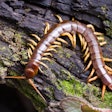 centipede-on-log