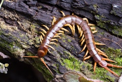 centipede-on-log