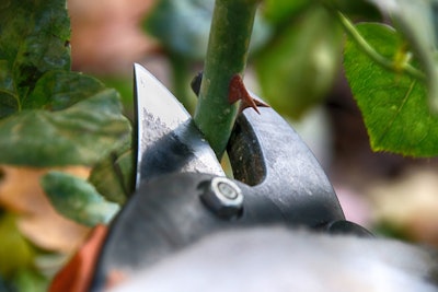 Pruning shears cutting rose stems