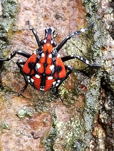 Fourth instar nymphs are distinct due to their red coloration. Photo: Don Grosman