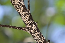 CrapeMyrtleBarkScale-UT