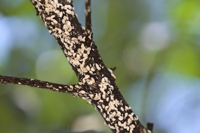 Crape myrtle bark scale appears as white, felt-like encrustations on the bark. Photo: F. Hale, courtesy of UTIA