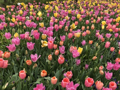 Photo: Jill Odom/Total Landscape Care