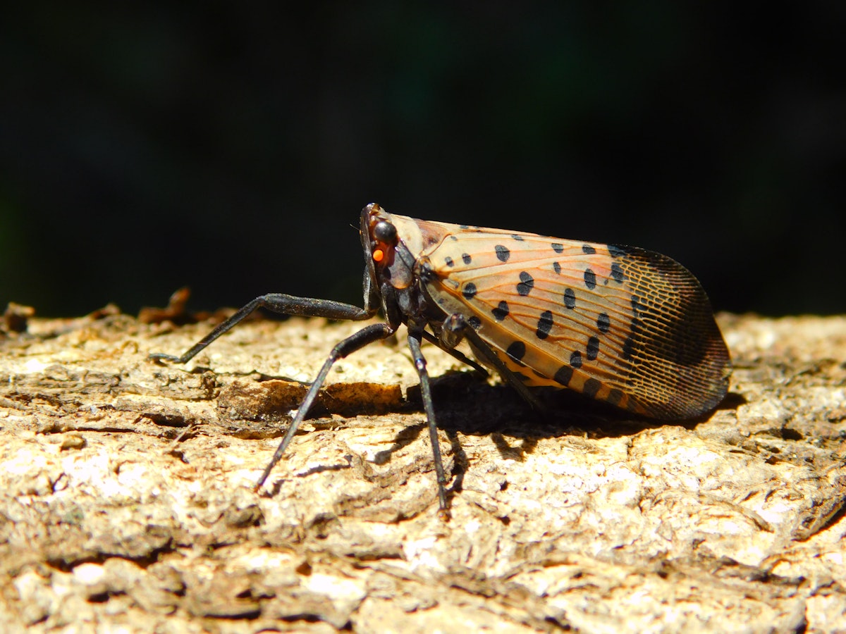 Spotted Lanternfly Hits New Stage: How To Spot The Pests In MD