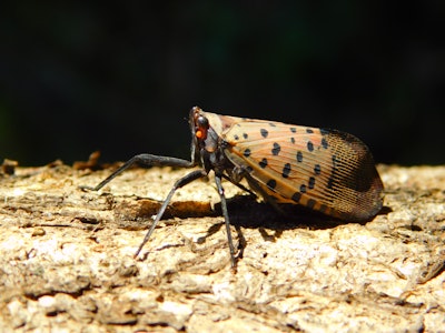 Spotted lanternfly (Lycorma delicatula) is native to southern Asia and was discovered in Berks County, Pennsylvania, in 2014. Photo: Don Grosman